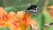 Papillon machaon dans mon jardin_01-12345.jpg